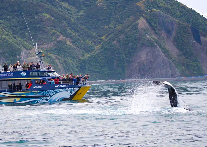凯库拉观鲸之旅