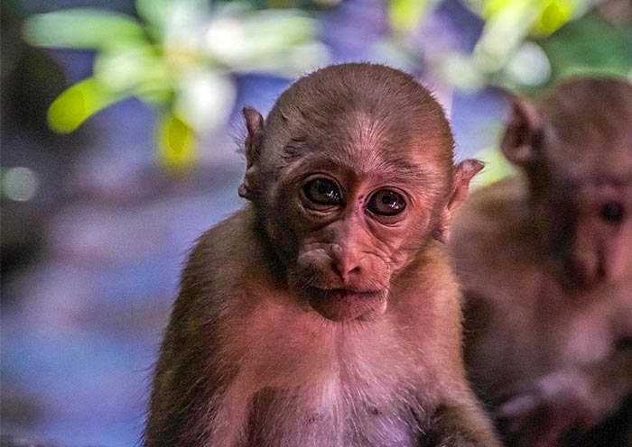 爱侣湾国家公园的猴子