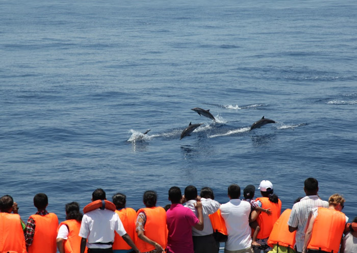 美蕊沙游船观鲸