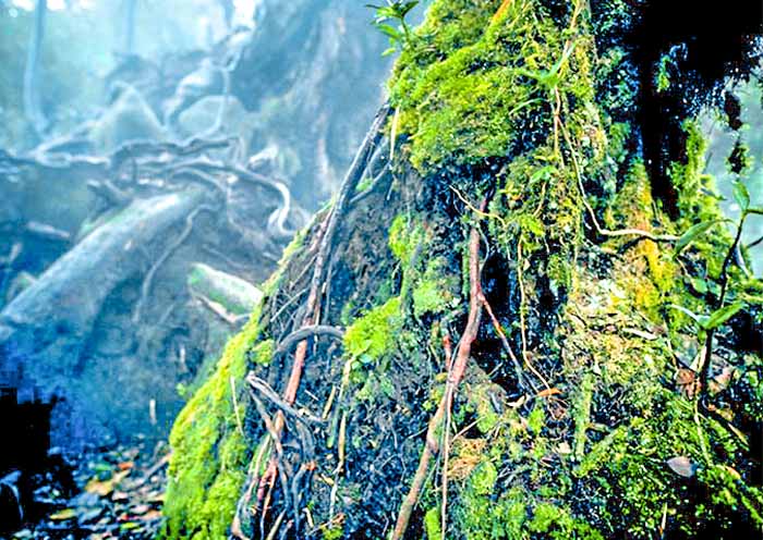 苔藓森林