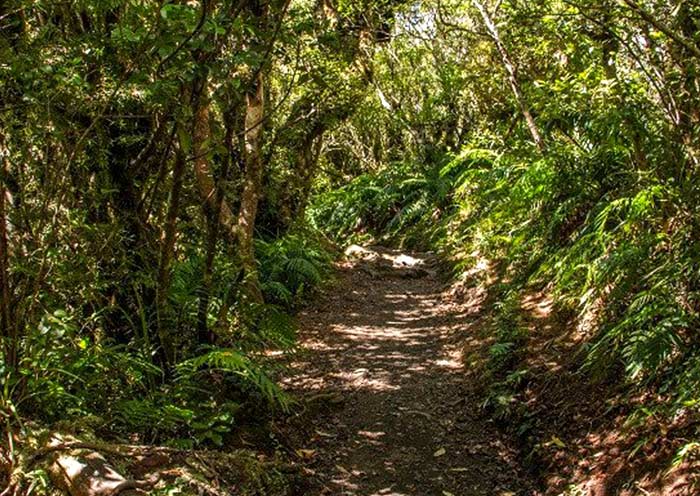 塔拉纳基⼭森林徒步