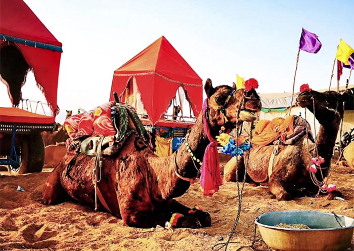 普什卡駱駝節Pushkar Camel Fair