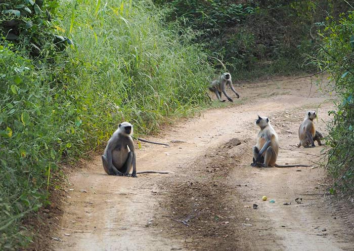 倫滕波爾灰葉猴群
