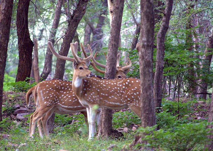 倫滕波爾斑鹿群
