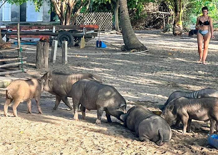 玛德苏姆岛（猪岛）