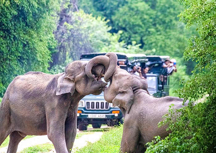 乌达瓦拉维国家公园