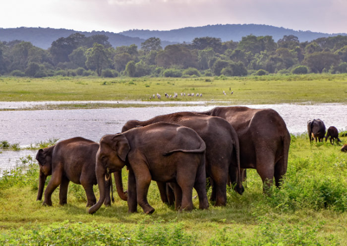 乌达瓦拉维国家公园