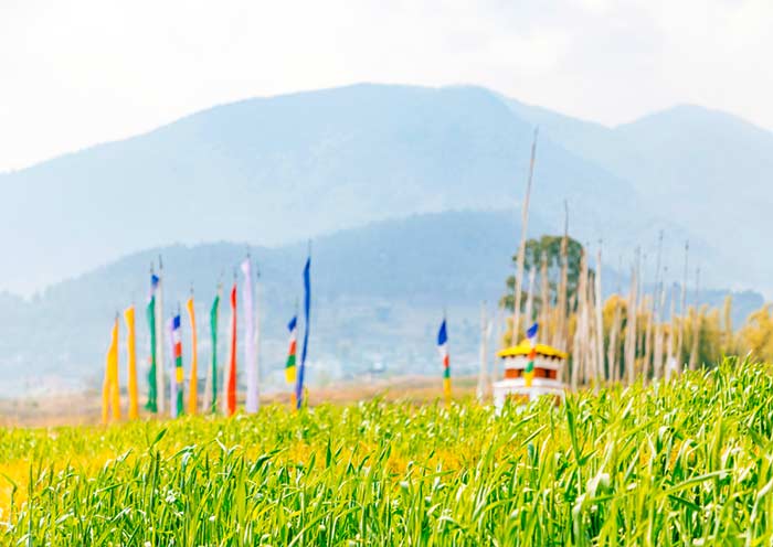 奇美廟附近的稻田風光
