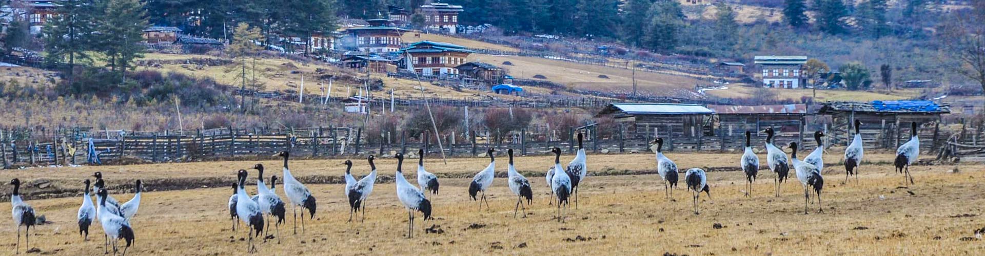不丹觀鳥和野生動物之旅