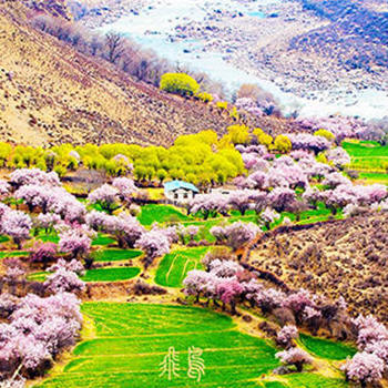 tibet in spring