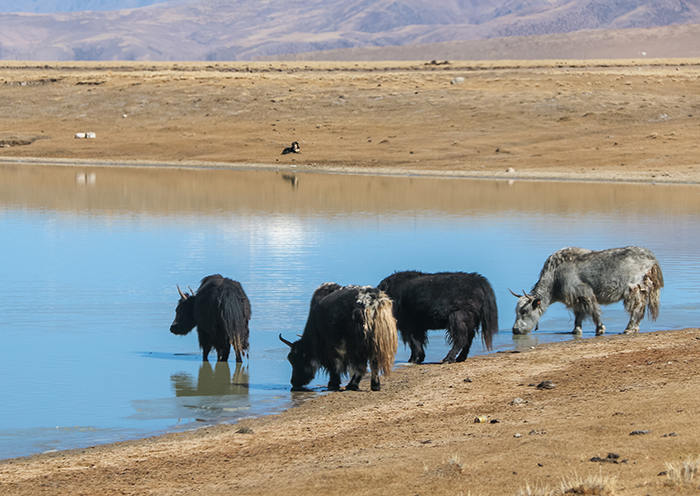 Day 5 We will follow the Tsotup Chu down through its tributary and trek towards the Chitu La pass.
