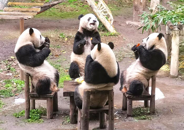 重庆动物园的可爱大熊猫