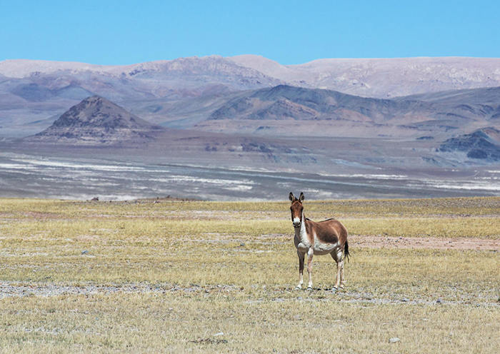 Day5-You could rent a horse from locals while trekking.