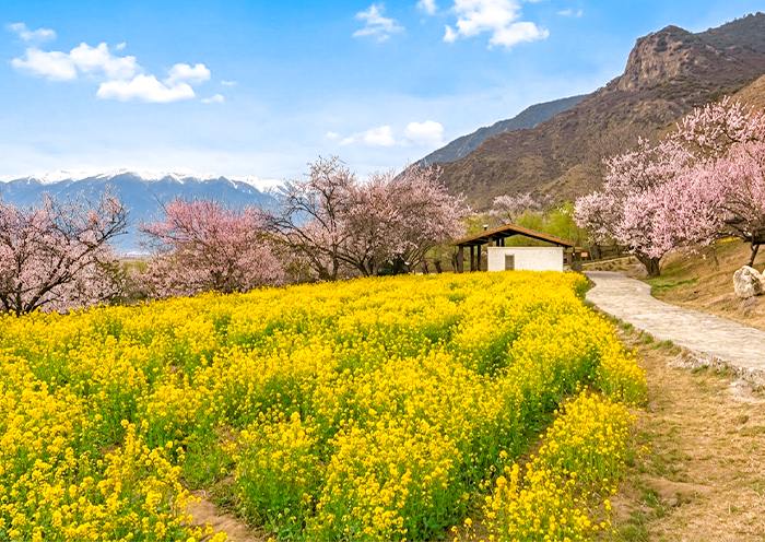林芝桃花节旅游