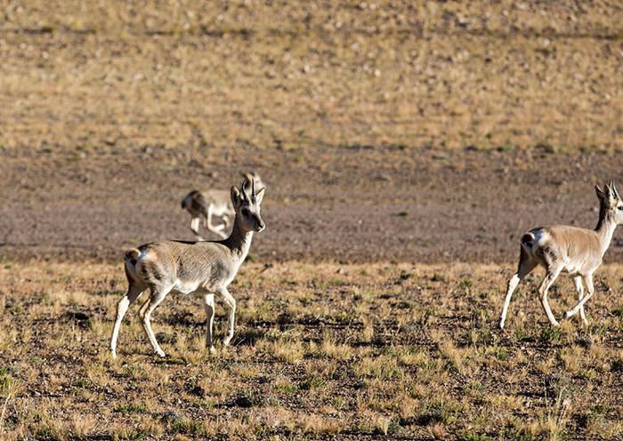 Day9- Wild animals on the Tibet plateau.