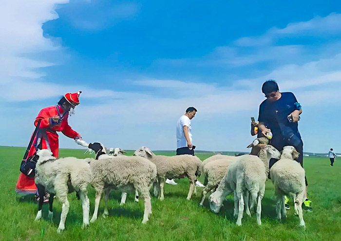 辉腾锡勒草原喂羊体验