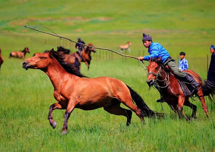 呼伦贝尔大草原骑马