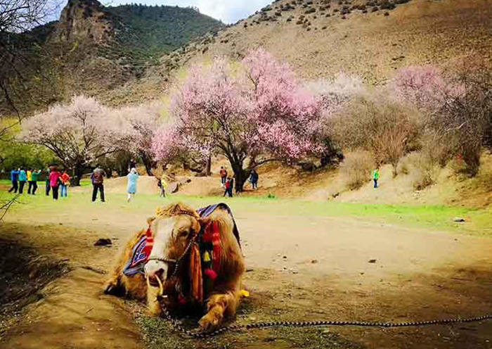 11-Day Sichuan Tibet Overland Tour via G318