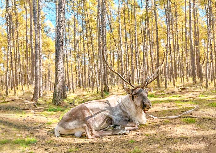 敖鲁古雅鄂温克民族乡