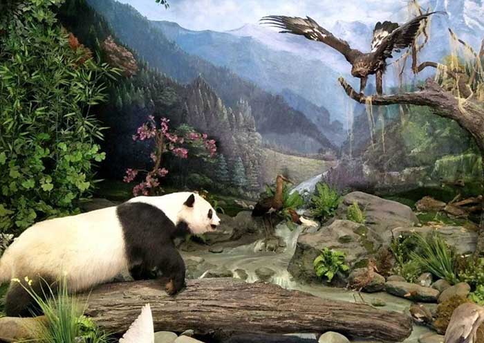 2 días y 1 noche    El voluntariado de Panda en Shenshuping