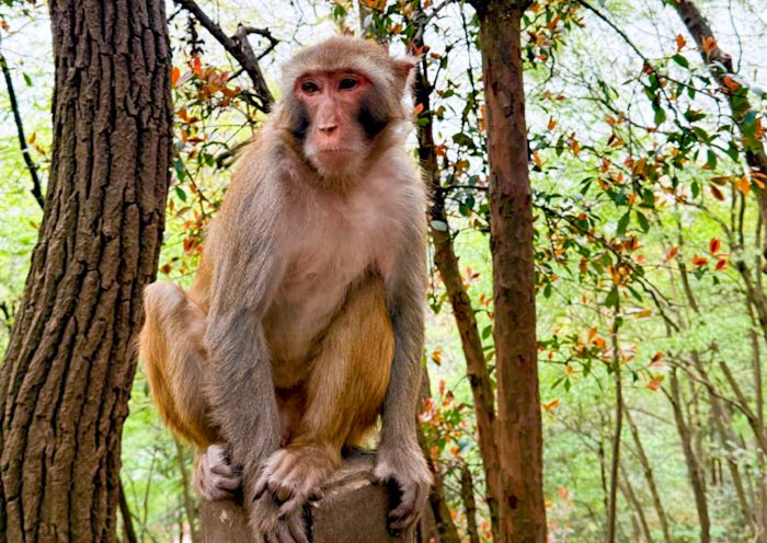 贵阳黔灵山公园野生猕猴