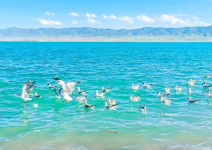 青海湖