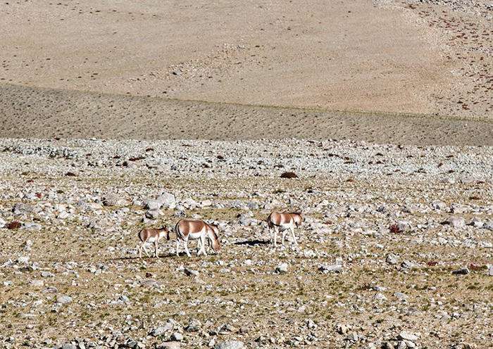 Day 7 The Ngor Monastery is renowned for its Sanskrit library and Newar-style murals
