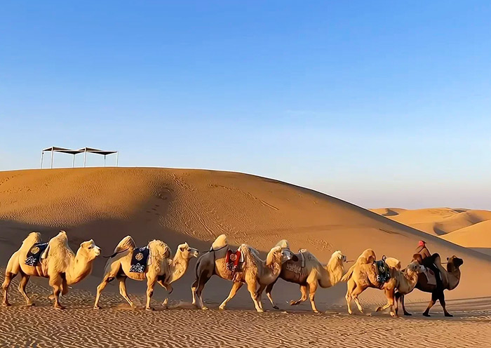 库尔齐沙漠骑骆驼体验