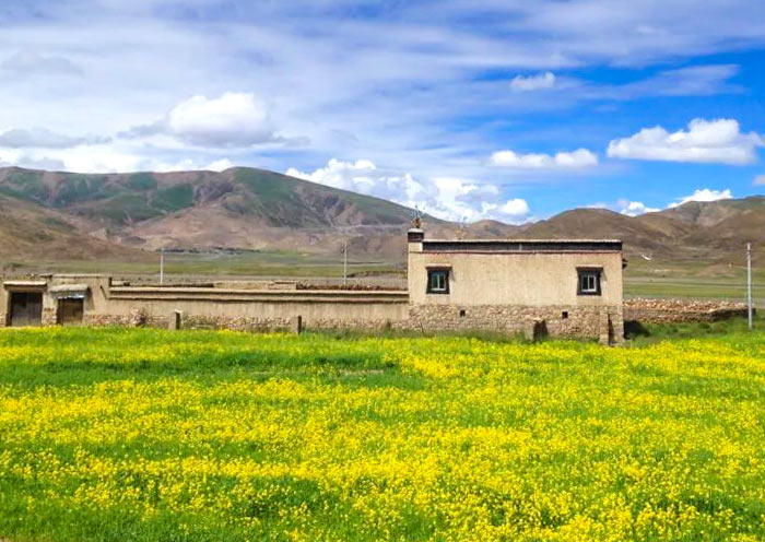 途中美丽的油菜花田野风光