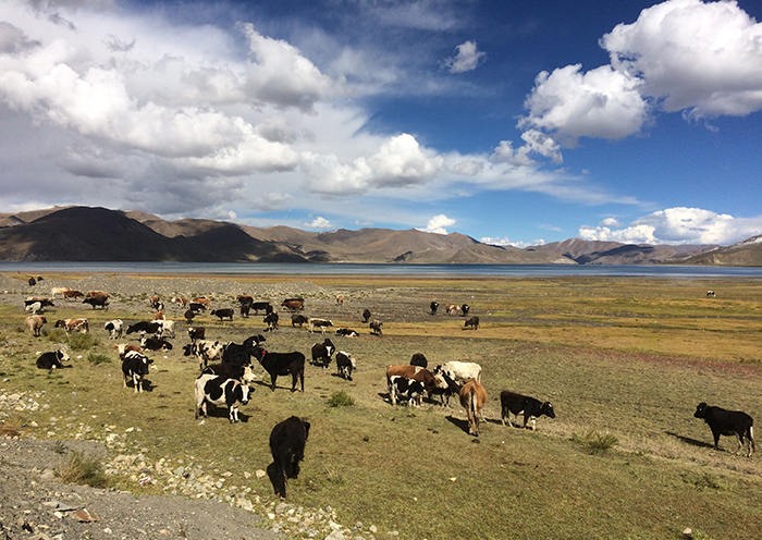 Day4-On this day you will experience the Nagchu Horse Racing Festival 
