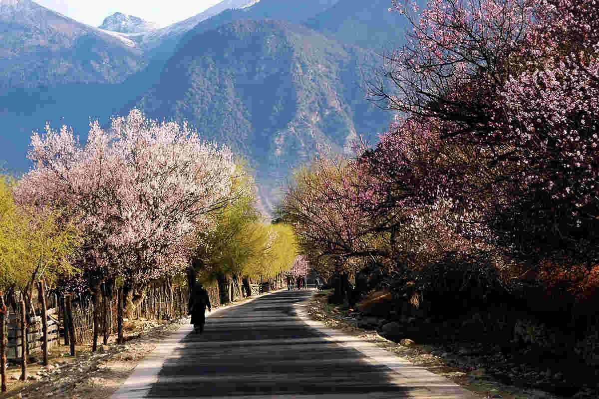 Day1-Nyingchi Peach Blossom Festival is one of the most popular festivals in Tibet, which held in March and April.
